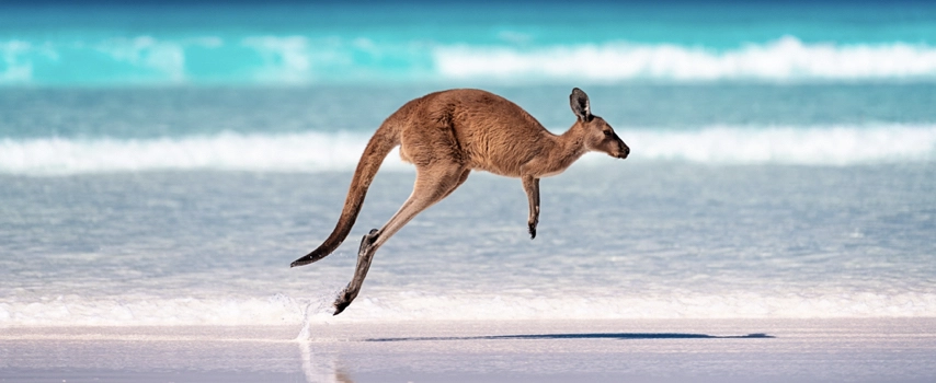 Kangaroo jumping on the beach in Australia