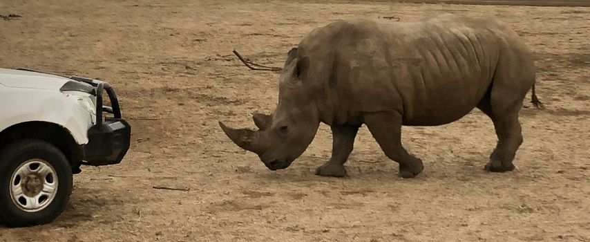 Rhino and car on African safari