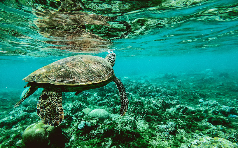 Cairns turtle