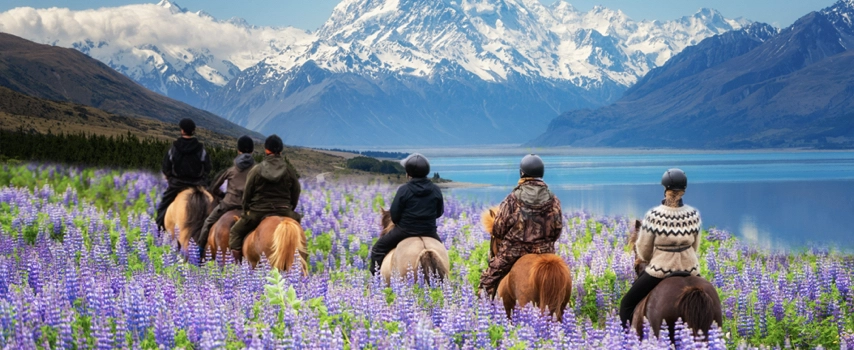 Travellers riding horses in lupine flower field at Mt Cook National Park in New Zealand