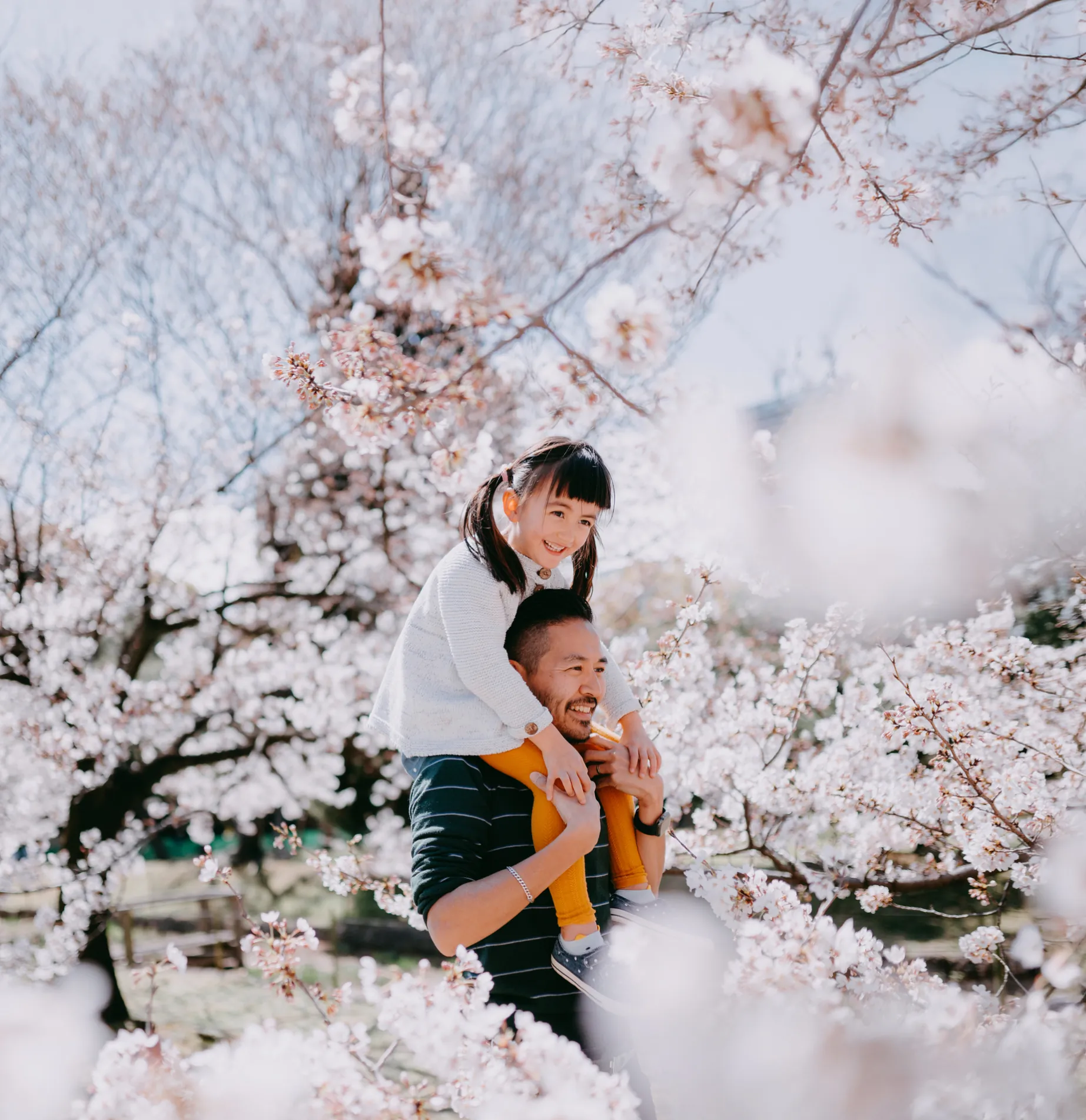 Father and daughter admiring cherry blossoms in Japan