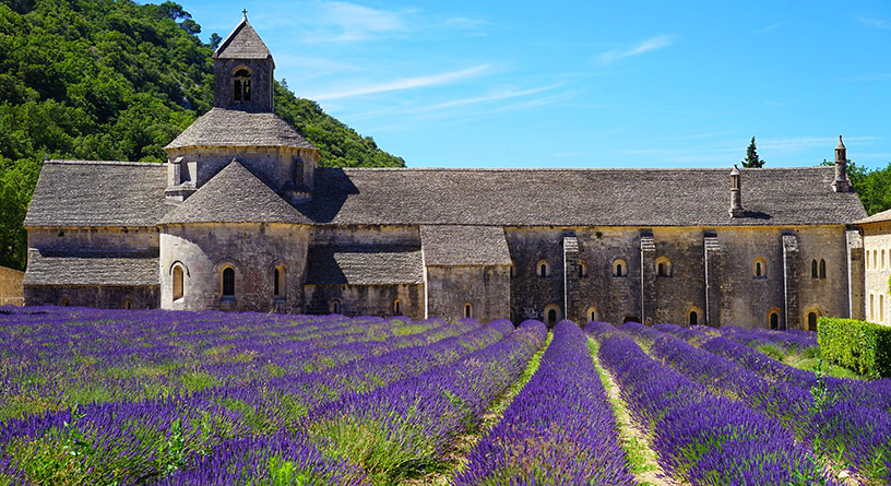 lavender field and abbaye de senanque