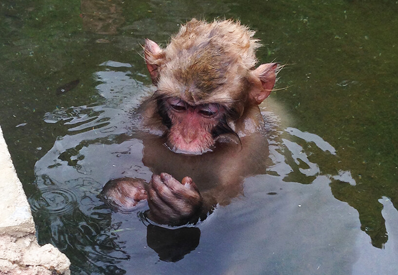 monkey bathing in japan
