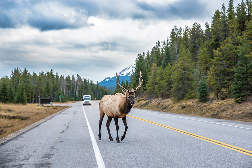 Elk in Jasper 