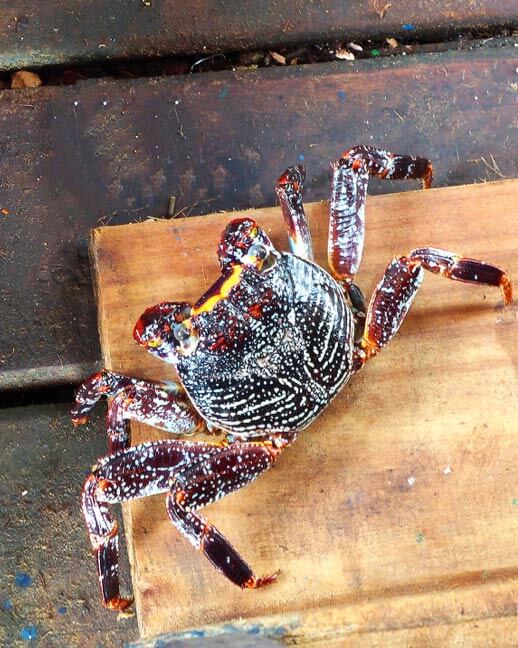 Providencia Colombia Black Land Crab