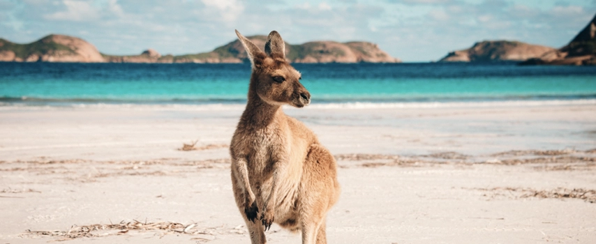 Kangaroo sitting on the beach in Australia
