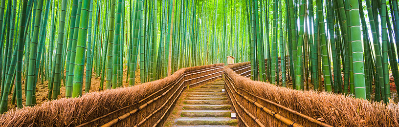 bamboo-forest-kyoto