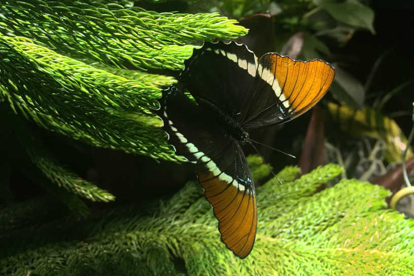 Butterfly Conservatory in New York City