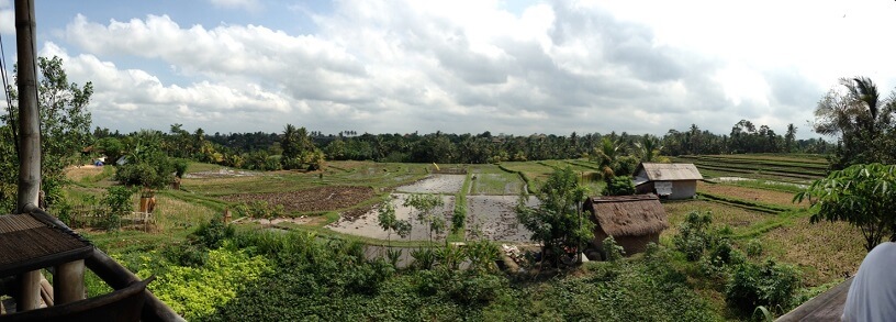 Rice Paddy in Rural Bali