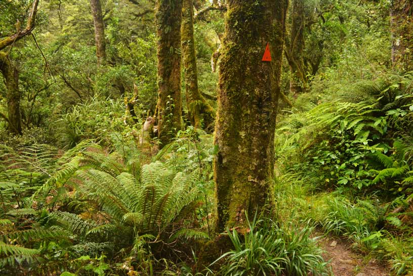 New Zealand Teanau Beech Forest