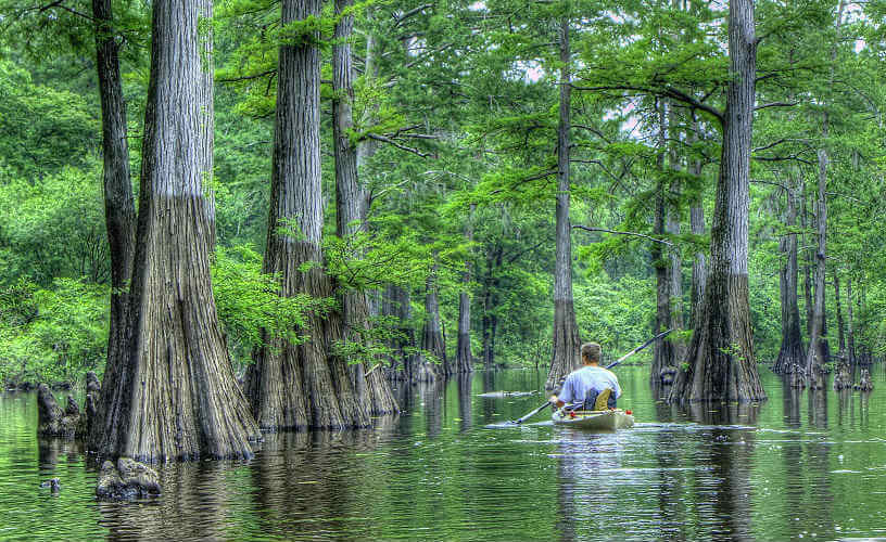 Kayaking through the cypress trees in Harrell Bayou