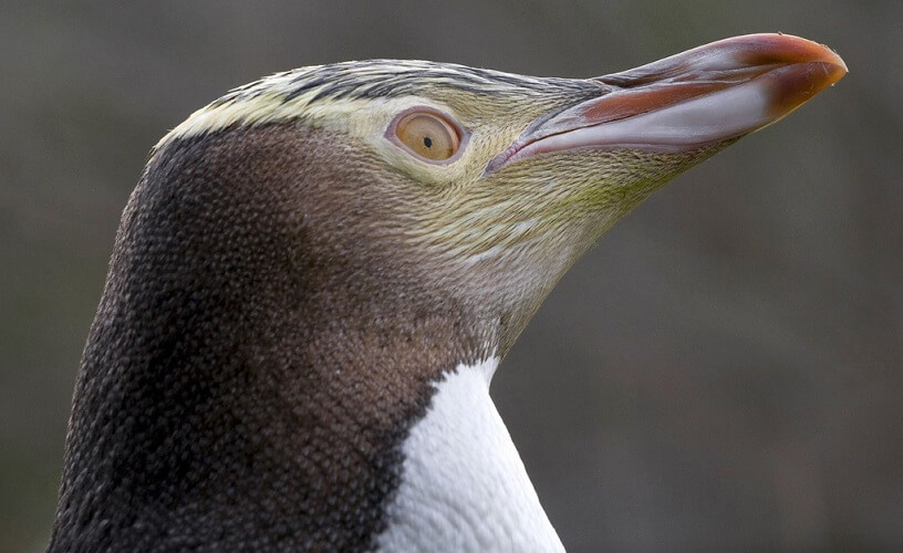 Photo of a Yellow-eyed Penguin, New Zealand