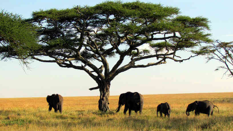 Photo of African Elephants