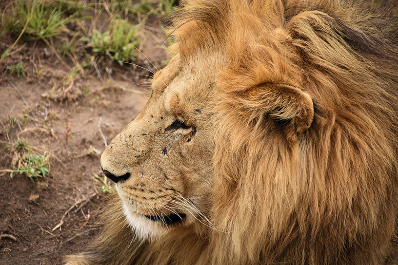 close up image of lion