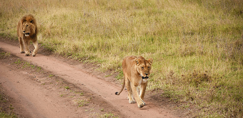 lion and lioness on road