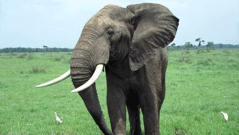 Bull Elephant in Zimbabwe, Africa