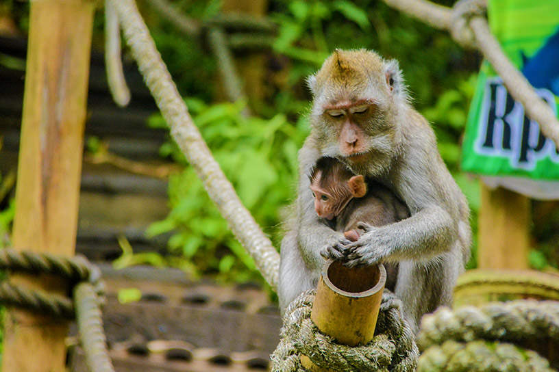 A monkey holding her baby. 