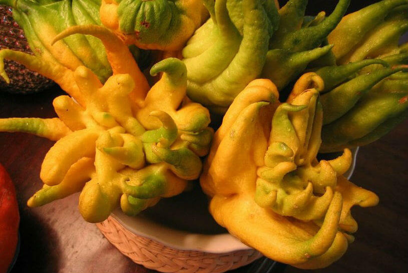 Photo of the Buddha's Hand fruit