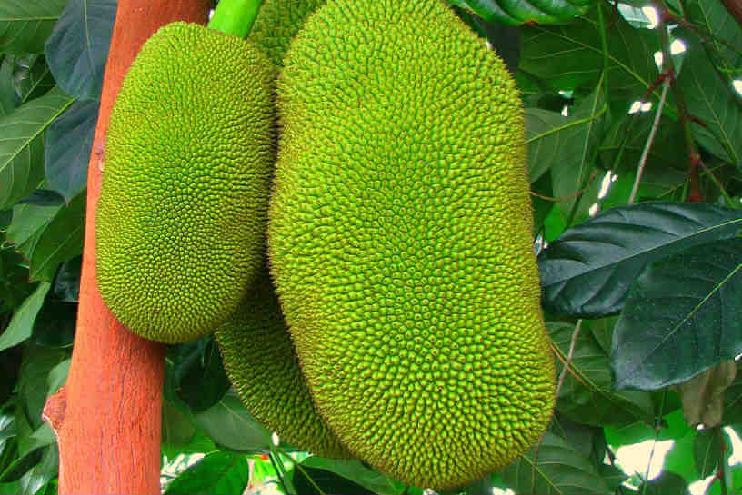 Photo of Jackfruit