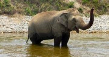 Thumbnail image from Elephant Nature Park, Thailand