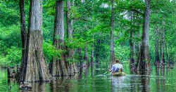 Thumbnail image of kayaking through the cypress trees in Harrell Bayou