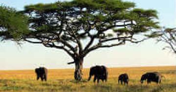 Thumbnail image of Safari in Africa