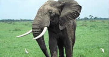Thumbnail image of large elephant in Africa