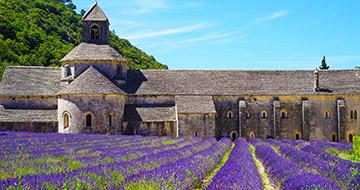 lavender field in south of france