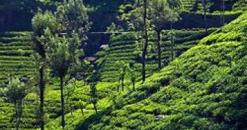 Thumbnail image of the tea plantations near Kandy Sri Lanka