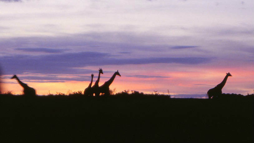Sunset Photo at Serengeti – Tanzania