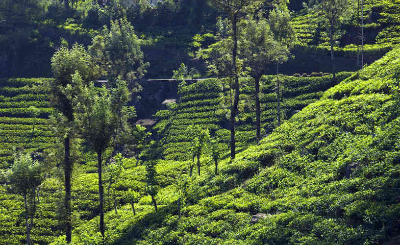 Tea plantations near Kandy Sri Lanka