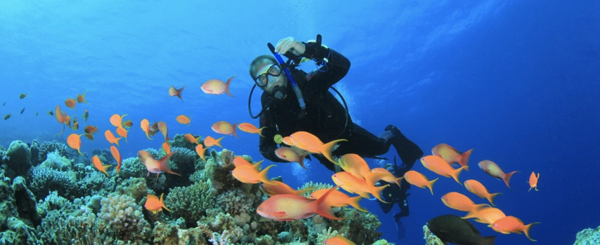 Tropical Fish, Coral Reef and Scuba Diver