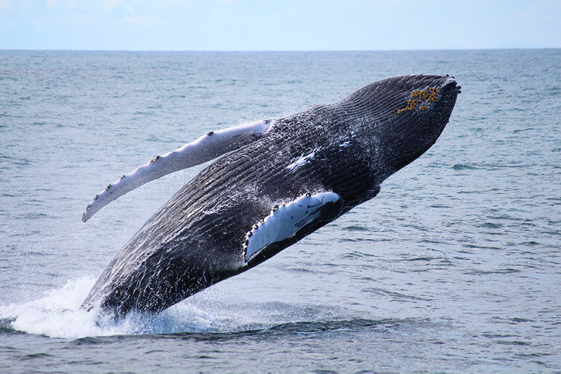 Photo of Humpback whale jumping from tour boat in Iceland